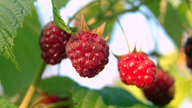 Waldhimbeeren sind in der K&uuml;che vielf&auml;ltig einsetzbar.