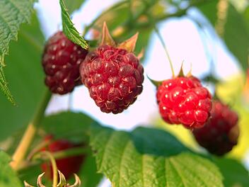 Waldhimbeeren sind in der Küche vielfältig einsetzbar.