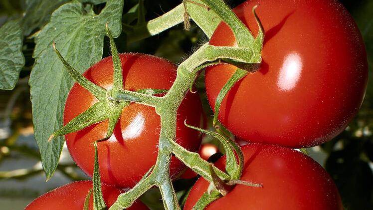 Die Strauchtomate Eisemann soll künftig in Wonsees wachsen. Foto: privat