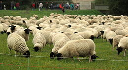 Vorschaubild