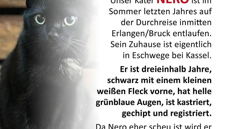 Hesse sucht in Erlangen verzweifelt nach Kater - dann ruft Ordnungsamt an