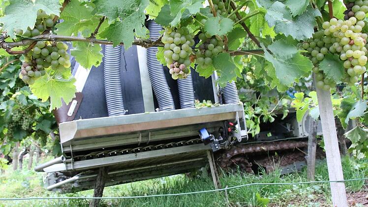 Relativ sanft umklammert der mechanische Erntearm die Rebstöcke und schüttelt sie durch. Schäden an den Pflanzen sind selten, bei früheren Versuchen mit anderer Technik war das noch anders.