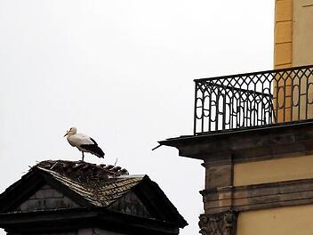 Auf dem Türmchen des alten Rathauses hat sich ein Storchenpaar niedergelassen. Wie Webcam kann man die Vögel online beobachen.