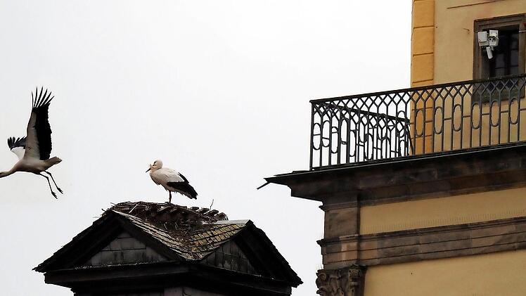 Auf dem Türmchen des alten Rathauses hat sich ein Storchenpaar niedergelassen. Wie Webcam kann man die Vögel online beobachen.