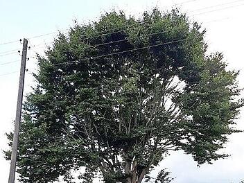 Diese stattliche, gesunde Buche am Ortseingang zu Breitenloh soll erhalten bleiben. Ein Antrag auf Fällung des gesunden Baumes stieß im Umwelt- und Sozialausschuss der Stadt Kronach auf Ablehnung.