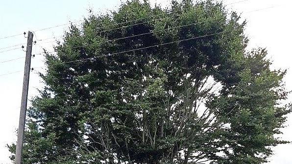 Diese stattliche, gesunde Buche am Ortseingang zu Breitenloh soll erhalten bleiben. Ein Antrag auf Fällung des gesunden Baumes stieß im Umwelt- und Sozialausschuss der Stadt Kronach auf Ablehnung.