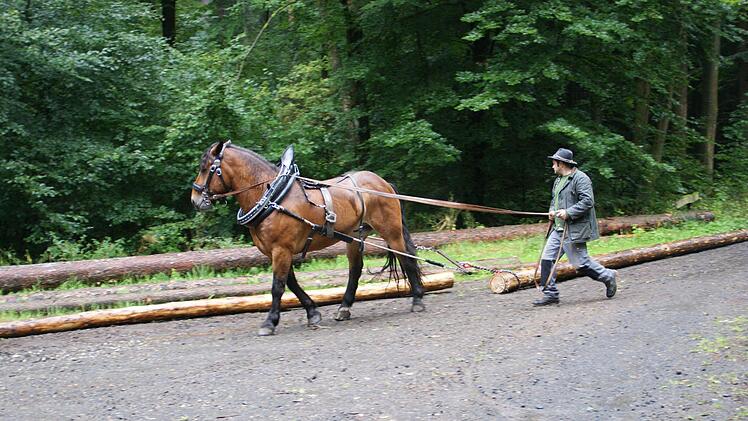 Wallach Gustl zeigt, wie mühelos er Holz ziehen kann. Foto: Sabine Weinbeer