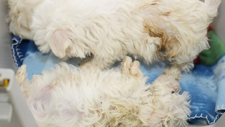 Tierheim Feucht: Sechs Hundewelpen aus illegalem Transport aufgenommen