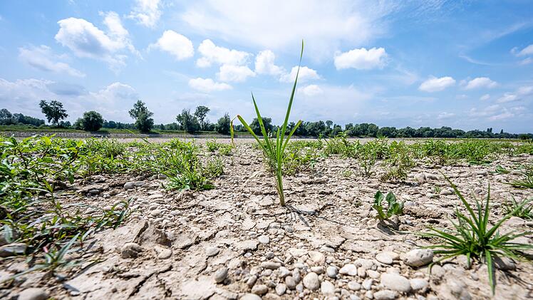 Niedrigwasser Donau