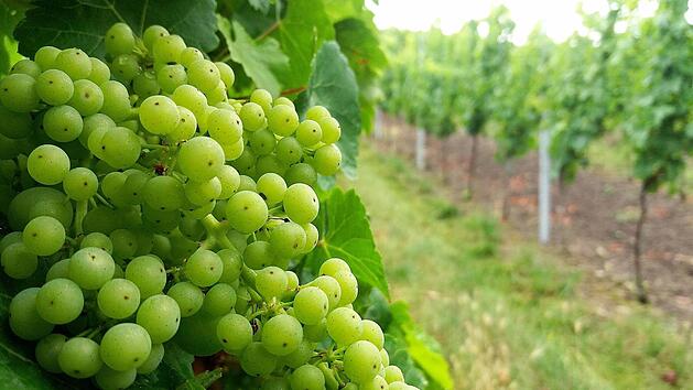 Scheureben im fr&auml;nkischen H&uuml;ttenheim. Die Trauben wachsen noch. Die Lese startet erst in der zweiten Septemberh&auml;lfte.  Foto: Lasse Basdorf