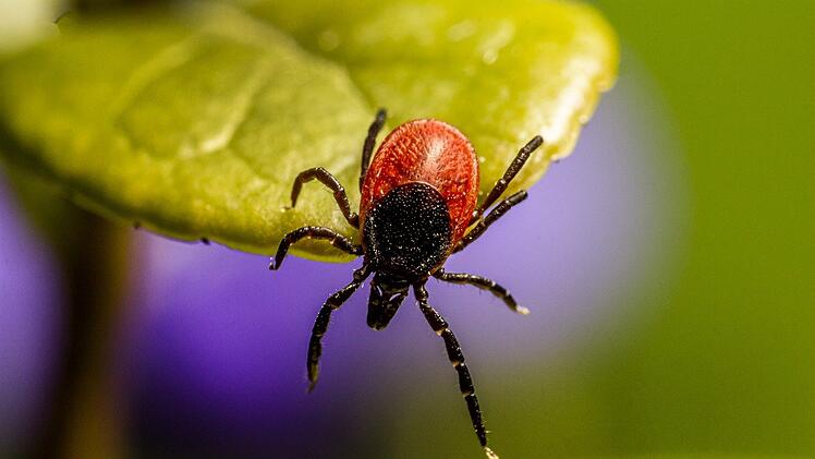 Alongshan-Virus bei Zecken in Deutschland nachgewiesen
