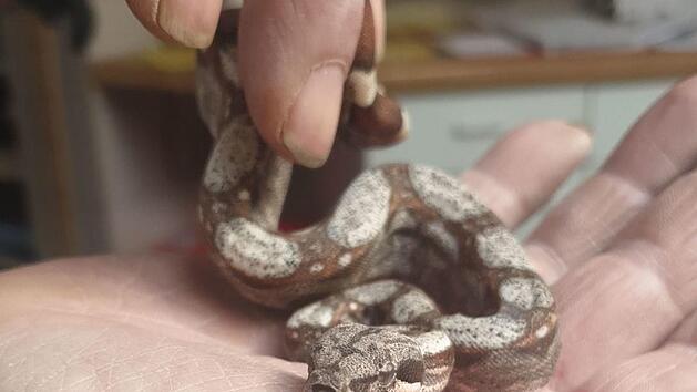 Die Schlangen wurden vor dem Tierheim gefunden. Foto: Tierheim Forchheim