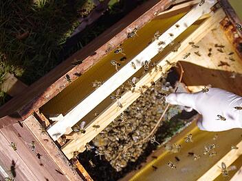 Ein Bienenschwarm wurde von einer Linde in eine Bienenkiste umgezogen. 30 000 Tiere sollen da nun leben. Fotos: Marco Meissner