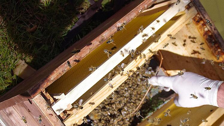Ein Bienenschwarm wurde von einer Linde in eine Bienenkiste umgezogen. 30 000 Tiere sollen da nun leben. Fotos: Marco Meissner