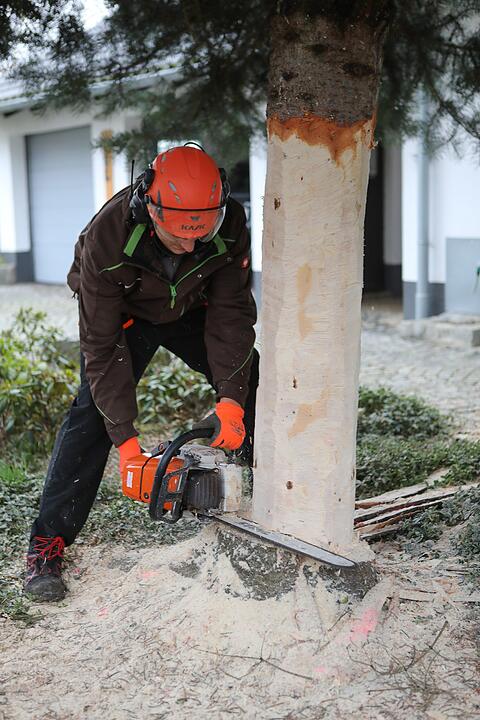 Christbaum kommt aus Schlaifhausen  auf den Forchheimer Rathausplatz