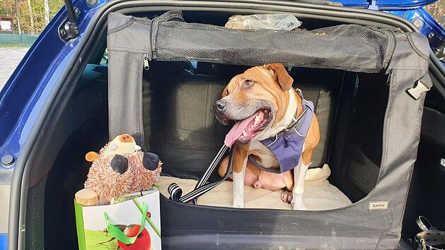 Tierheim N&uuml;rnberg: Neuigkeiten f&uuml;r "Kampfhund" Chicco - "keiner konnte es verstehen"
