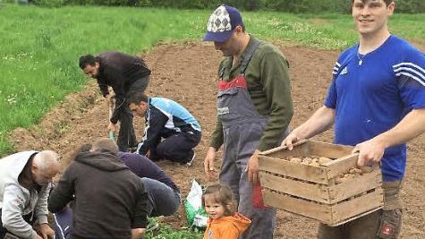 Die Asylbewerber bepflanzen in Pautzfeld mit großem Einsatz einen Acker.  Foto: Mathias Erlwein