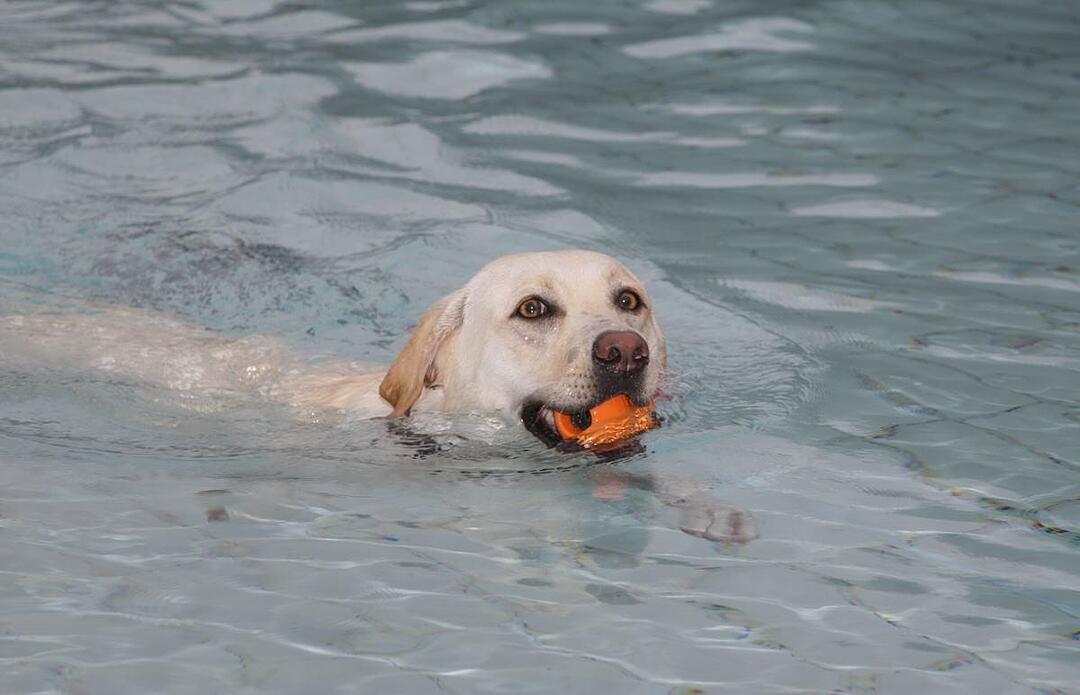 Hundeschwimmen im Kitzinger Freibad