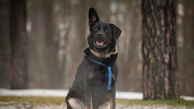 Tierheim N&uuml;rnberg sucht Zuhause f&uuml;r Henry: Vor Weihnachten ausgesetzt