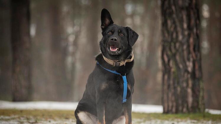Tierheim N&uuml;rnberg sucht Zuhause f&uuml;r Henry: Vor Weihnachten ausgesetzt