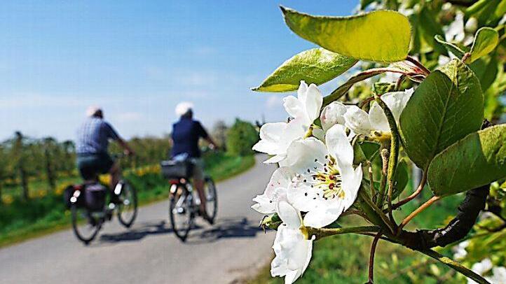 Eine Radtour durchs Alte Land am Elbstrom ist während der Obstblüte besonders reizvoll. Direkt an den Plantagen oder vom Deich herunter ist der Blick auf die Blütenpracht besonders schön. djd/Tourismusverband Landkreis Stade/Elbe e.V./Herzapfelhof Lühs