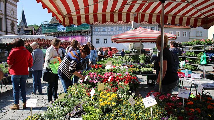 Jetzt ist Pflanzzeit. Das Angebot ist groß.Foto: Katrin Geyer