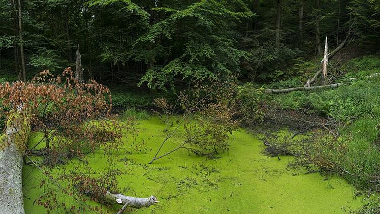 Die "Wehld" ist ein kleiner, geheimnisvoller Weiher. Foto: Jürgen Hüfner