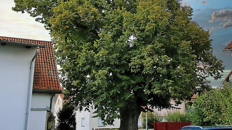 Die Dorflinde im Mittelpunkt des Altortes von Arnshausen ist ein Naturdenkmal. Sie sollte saniert werden.