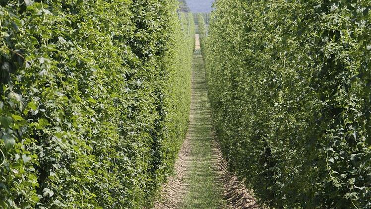 Bei Lilling wird auch heute noch Hopfen angebaut (o.). Bierkönigin Stefanie I. Fotos: Löwisch