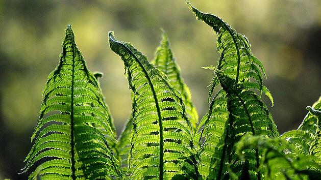 Die Flora und Fauna im Botanischen Garten Bayreuth begeistert Klein und Groß.