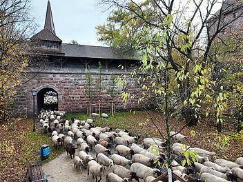 Nürnberg: 600 Schafe ziehen am Sonntag durch Innenstadt