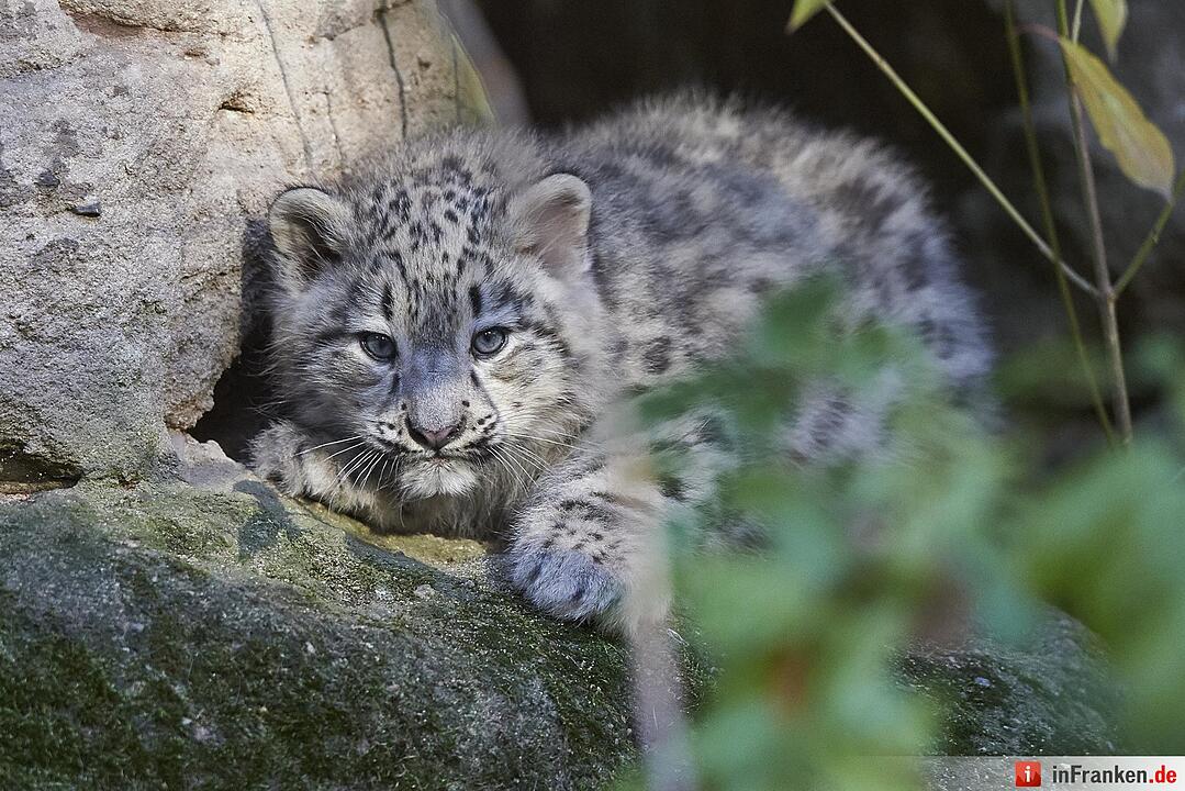 Junge Schneeleoparden im Tiergarten