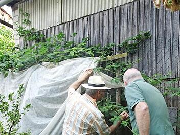 Der Testlauf zwischen dem Gartenpaten Gerhard Reinhard in Prappach (jeweils links) und dem Garteninteressenten Klaus-Michael Reinhard aus Zeil, die zwar den gleichen Nachnamen haben, aber nicht miteinander verwandt sind, hat geklappt. Die Chemie stimmte auf Anhieb zwischen den Gartenfreunden beim Besuch von Klaus-Michael Reinhard in Prappach. Es wurde gefachsimpelt: Zum Beispiel wurde der Einsatz eines Kulturvlieses zur Abwehr der Brombeergallmilbe an der Brombeere erörtert.