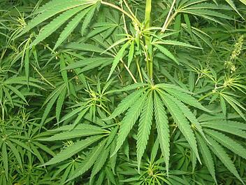 So sehen weitgehend ausgewachsene Hanfpflanzen aus. Aus ihnen kann Marihuana gewonnen werden. So weit waren die Drogen-Pflanzen des Angeklagten noch nicht, aber für eine Haftstrafe reichten sie. Foto: Archiv