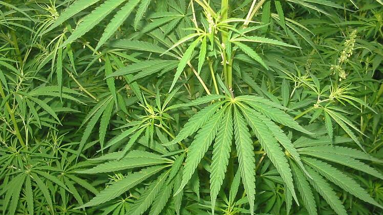 So sehen weitgehend ausgewachsene Hanfpflanzen aus. Aus ihnen kann Marihuana gewonnen werden. So weit waren die Drogen-Pflanzen des Angeklagten noch nicht, aber für eine Haftstrafe reichten sie. Foto: Archiv