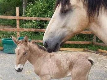Ambrosia (rechts) mit ihrem putzigen Töchterchen, das wahrscheinlich Amira heißen wird. Foto: privat
