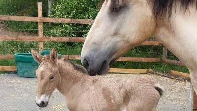 Ambrosia (rechts) mit ihrem putzigen Töchterchen, das wahrscheinlich Amira heißen wird. Foto: privat