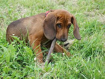 Neustadt bei Coburg: Hund spielt mit St&ouml;ckchen und braucht aufwendige Operation - &Auml;rzte warnen