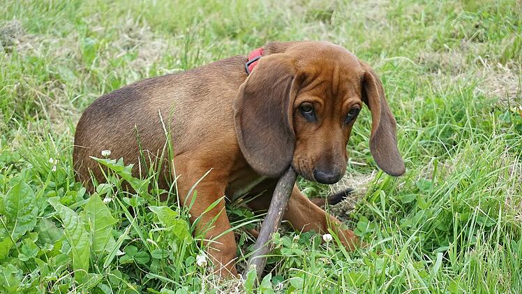 Neustadt bei Coburg: Hund spielt mit Stöckchen und braucht aufwendige Operation - Ärzte warnen