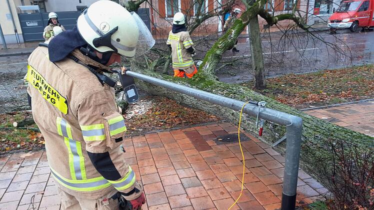 Bamberg: 20 Meter hoher Baum an Luitpoldschule knickt um - Memmelsdorfer Straße blockiert