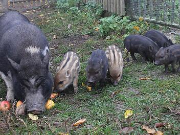Mini-Schwein Bepob erkundet mit ihren sechs Jungtieren die Landschaft.