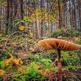 Die schönsten Fotos im Herbst aus Bamberg und Umgebung