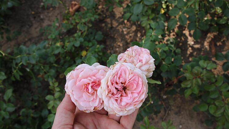 Wenig Probleme bereitet die  Strauchrose  "Bremer Stadtmusikanten" den Mitarbeitern der Kurgärtnerei. Sie blüht von  Juni bis September cremerosafarben und verströmt einen süßlichen Duft. Die nostalgisch erscheinenden Rosen sind kamelienähnlich und üppig gefüllt. Sie hat einen kräftigen Wuchs und verträgt außerdem Hitze sehr gut. Foto: Ralf Ruppert