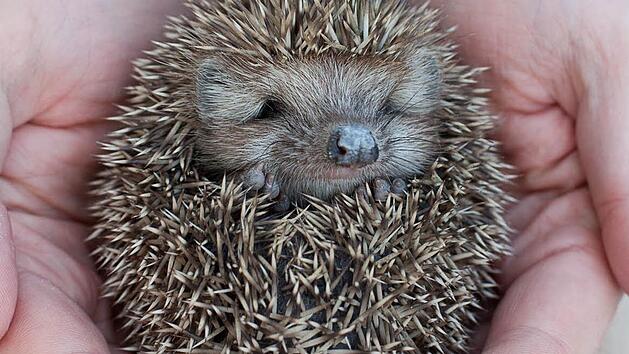 Igel benötigen für ihren Winterschlaf ein trockenes und geschütztes Plätzchen. Foto: dpa