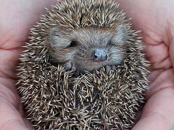 Igel benötigen für ihren Winterschlaf ein trockenes und geschütztes Plätzchen. Foto: dpa