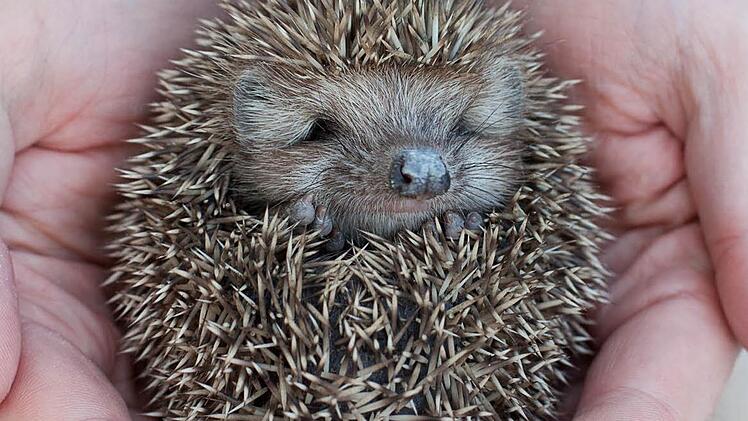 Igel benötigen für ihren Winterschlaf ein trockenes und geschütztes Plätzchen. Foto: dpa