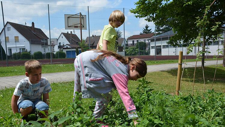 Vor den Ferien bringen die Grundschüler noch einmal ihre Beete in Schuss. Foto: Dagmar Besand