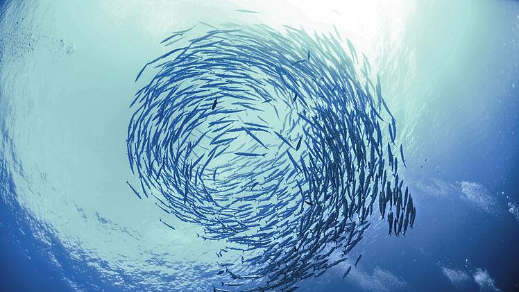 Schl&auml;gt die Schwarmintelligenz wirklich individuelle Einsch&auml;tzungen: Im Internet pendeln sich viele Themen nach dem Faktor Masse ein.