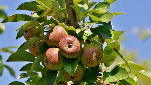 Frisches Obst aus Eigenanbau mit Säulenobst bald auch auf Ihrem Balkon. Foto: Capri23auto/pixabay.com