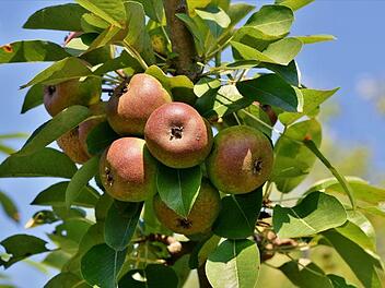 Frisches Obst aus Eigenanbau mit Säulenobst bald auch auf Ihrem Balkon. Foto: Capri23auto/pixabay.com